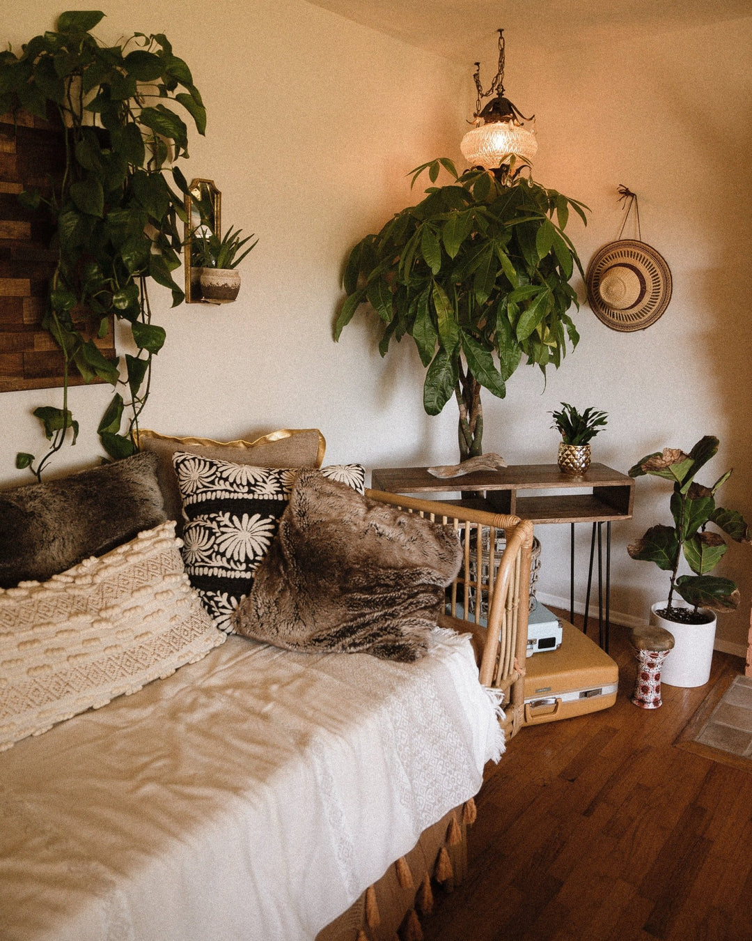 5 Zimmerpflanzen für dunkle Räume - Planzen, die wenig Licht benötigen - Viva tu Casa