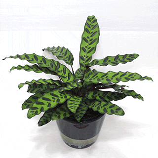Anleitung zur Pflege von Calathea-Pflanzen, mit Tipps zu Bewässerung, Lichtbedarf.