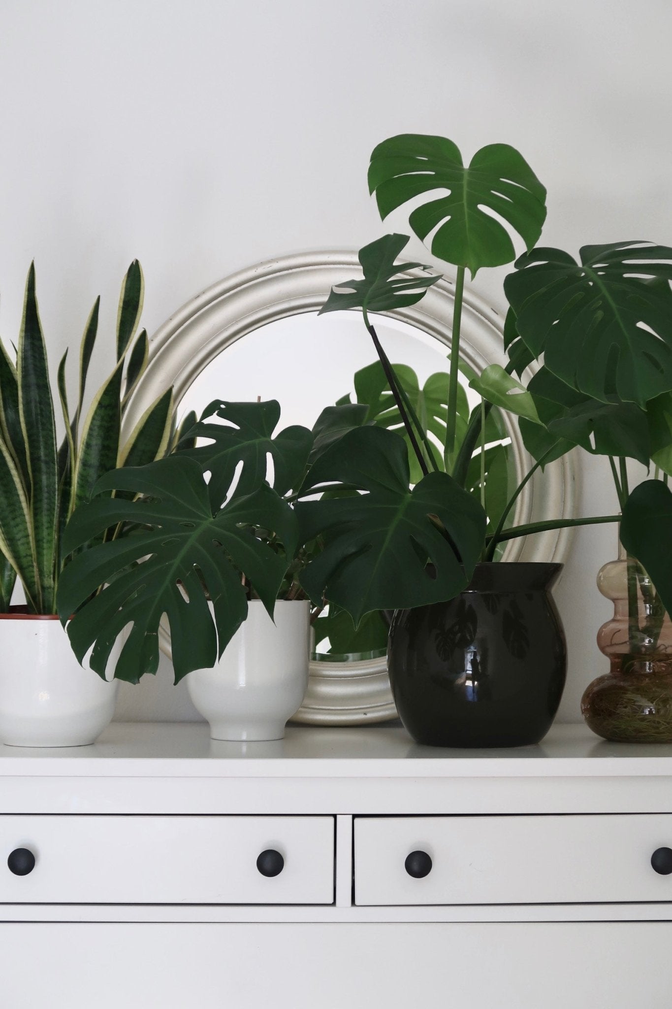 Feng Shui and Houseplants: Harmony in Your Home  Viva tu Casa