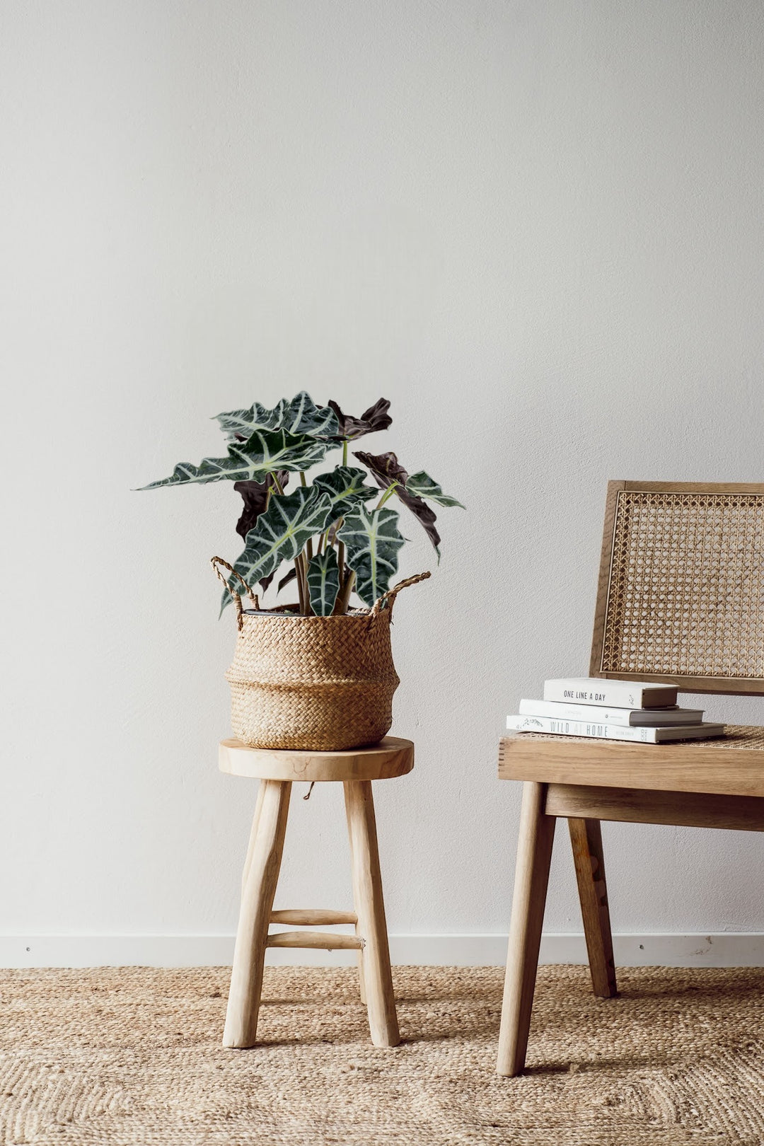 Eine Alocasia Polly - pflegeleichte Pflanze von Viva tu Casa mit großen grünen Blättern steht auf einem Holzhocker neben einem Korbstuhl. Die Umgebung umfasst einen Stapel Bücher auf dem Stuhl und einen gewebten Teppich auf dem Boden vor einer schlichten weißen Wand, was eine einladende Atmosphäre schafft, die perfekt zum Entspannen und Lesen ist.