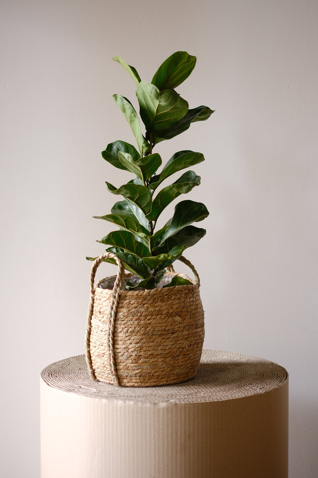 Korb Übertopf Nature Rondo Ø26 cm