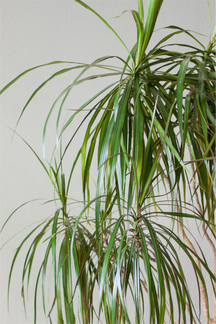 Dracaena Marginata Character