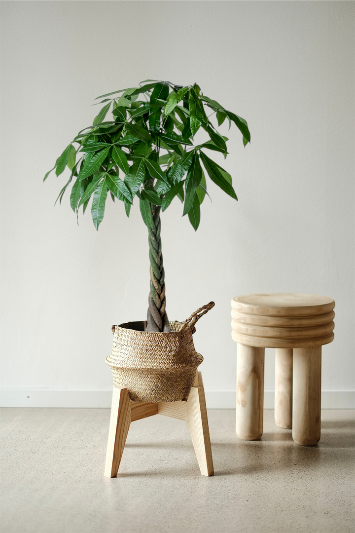 Money Tree - Pachira Aquatica - Glückskastanie
