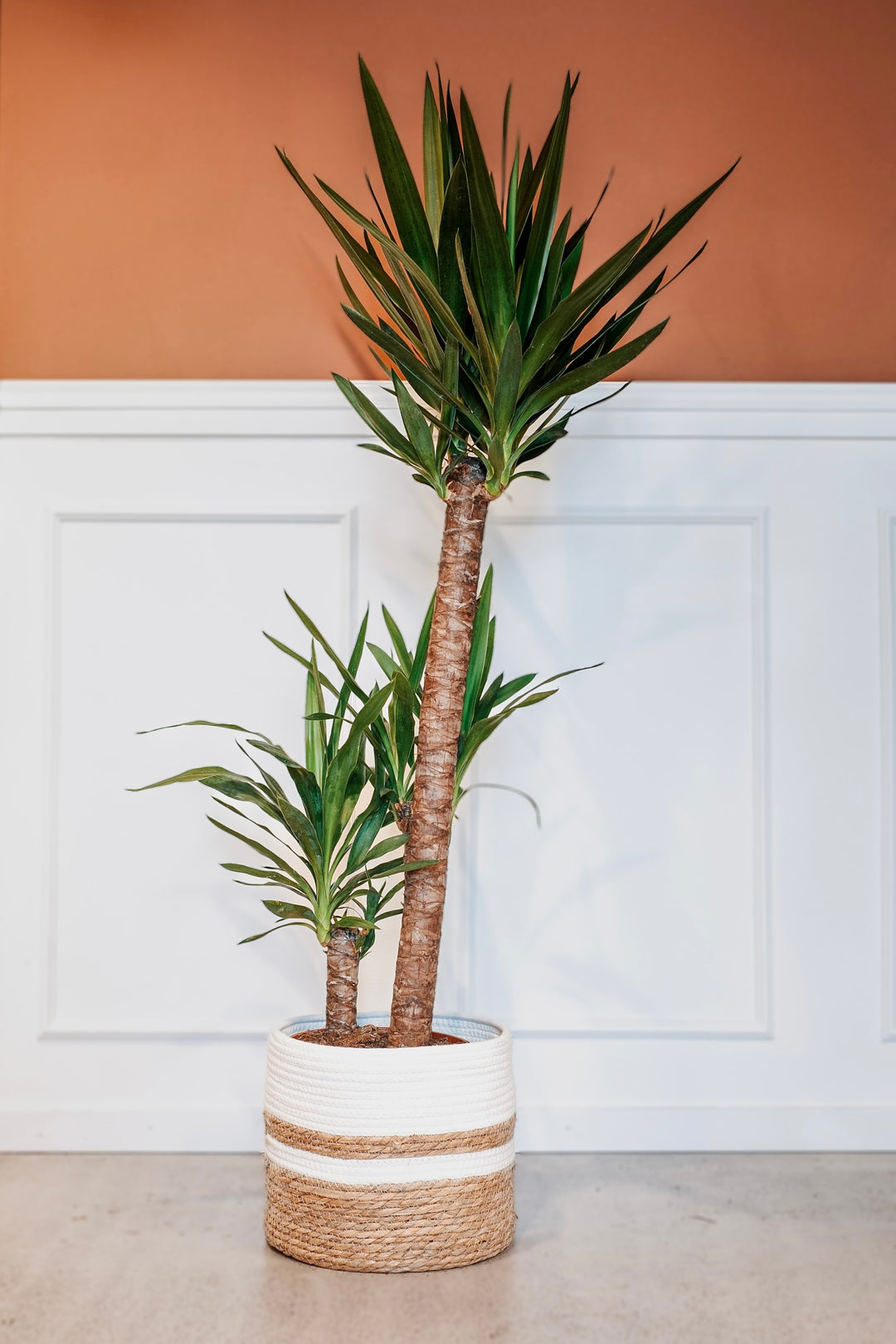 Eine große *Yucca-Palme – beliebte Zimmerpflanze* von Viva tu Casa mit zwei dicken Stämmen und langen, spitzen grünen Blättern steht in einem geflochtenen Blumentopf. Diese pflegeleichte Pflanze gedeiht vor einer weiß getäfelten Wand mit orangefarbenem oberen Teil und genießt indirektes Licht.
