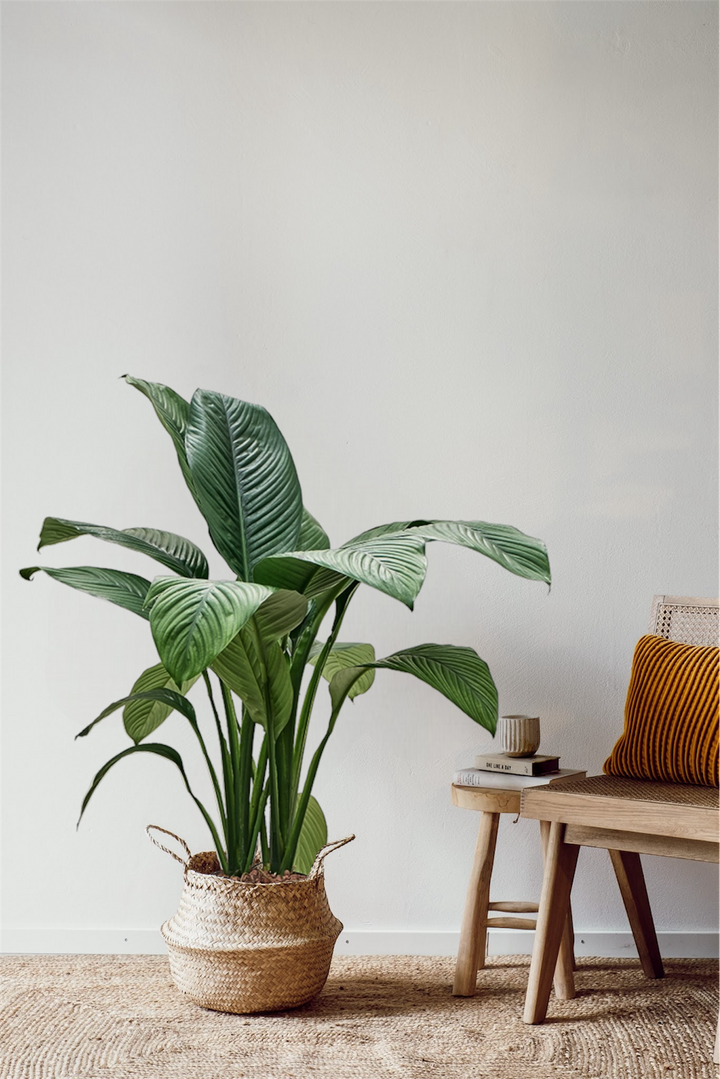 Einblatt - Peace Lily - Spathiphyllum