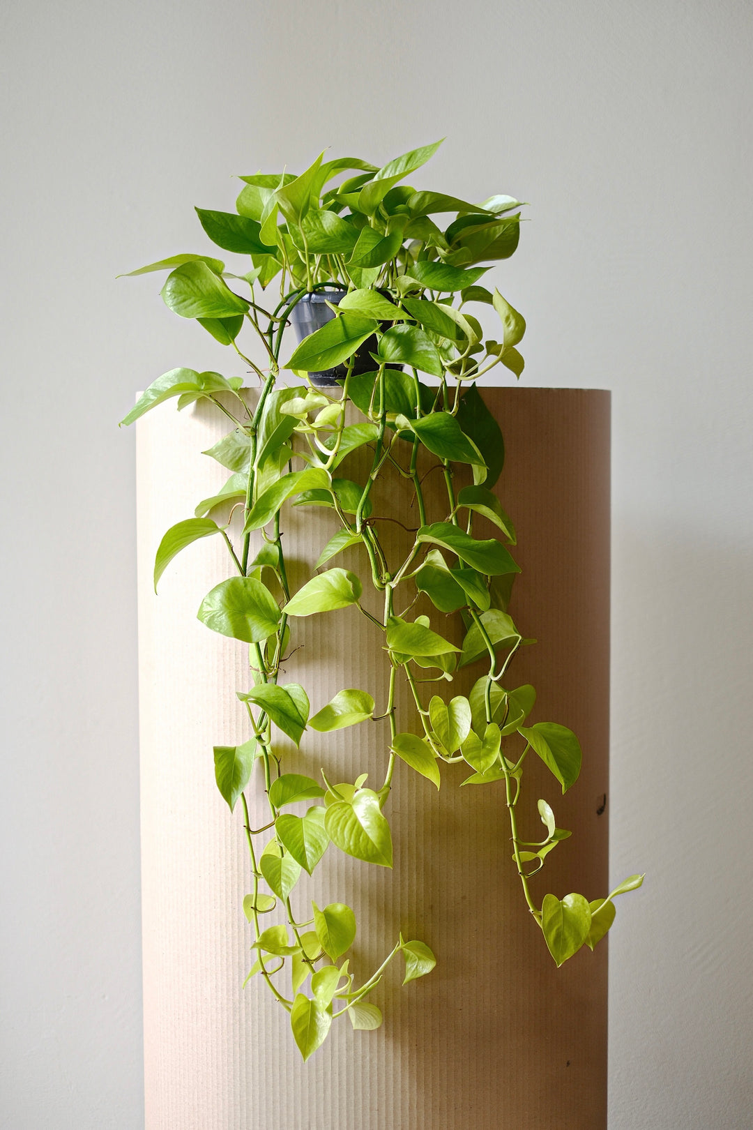 Eine leuchtende Efeutute Neon Pothos von Viva tu Casa mit ihren langen, herabhängenden Ranken rankt elegant über einen hohen, zylindrischen, hellbraunen Blumentopf vor einer schlichten weißen Wand und bildet einen subtilen Kontrast zum fesselnden Reiz einer daneben stehenden Dieffenbachia.