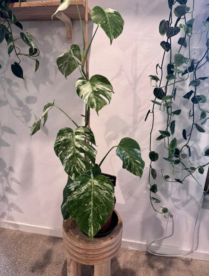 Monstera Variegata - Seltene Pflanze