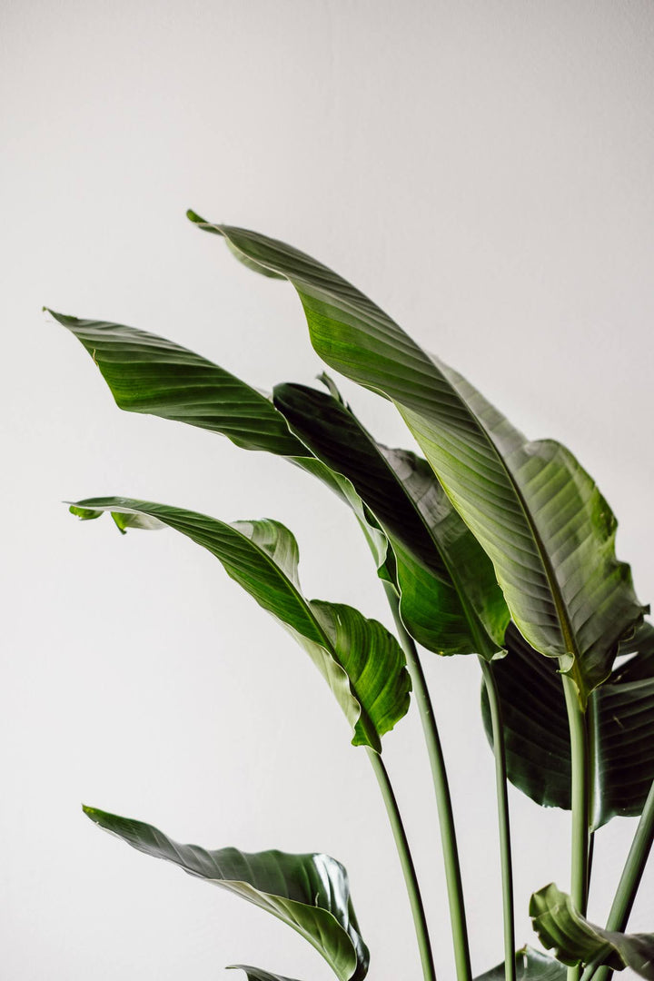Strelitzia Nicolai - XXL Pflanze