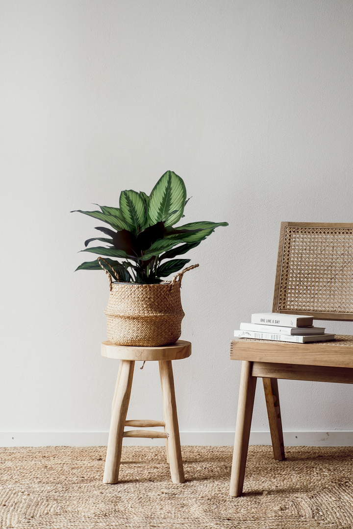 Eine Calathea Beauty Star von Viva tu Casa, die für ihre üppigen Blätter bekannt ist und besondere Pflegetipps benötigt, ziert einen Holzhocker neben einem Korbstuhl, der mit Büchern geschmückt ist. Die minimalistische Umgebung mit einer weißen Wand und einem gewebten Teppich schafft eine gemütliche und ruhige Umgebung, die perfekt für Zimmerpflanzenliebhaber ist.
