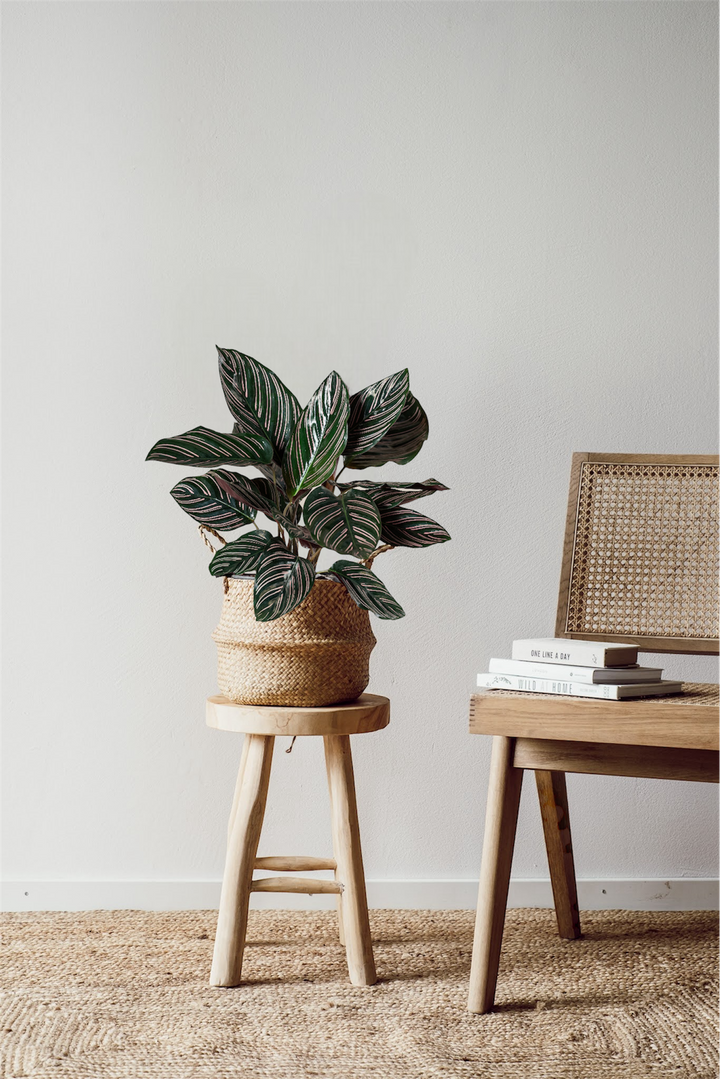 Calathea Ornata - Pflegeleichte Pflanze