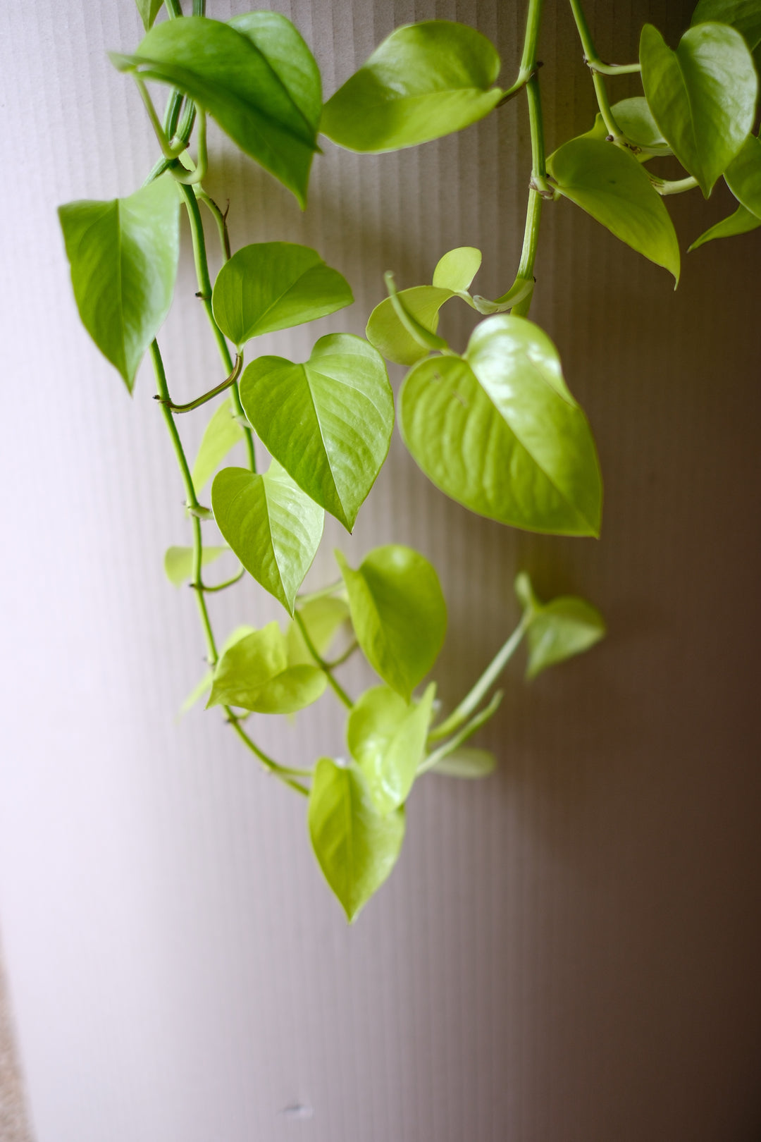 Efeutute Neon Pothos - Farbenfrohe Zimmerpflanze