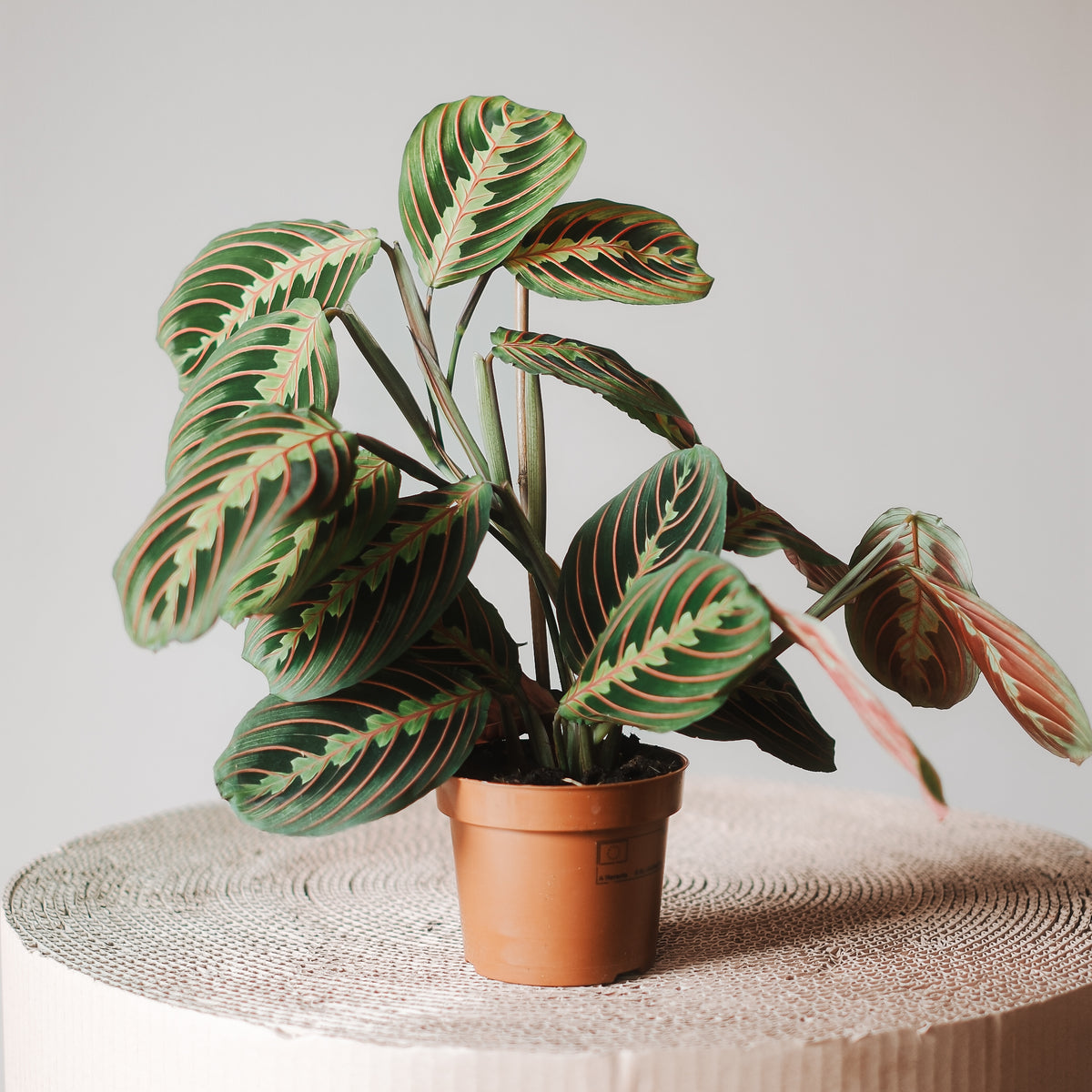 Maranta - Pflegeleichte Pflanze