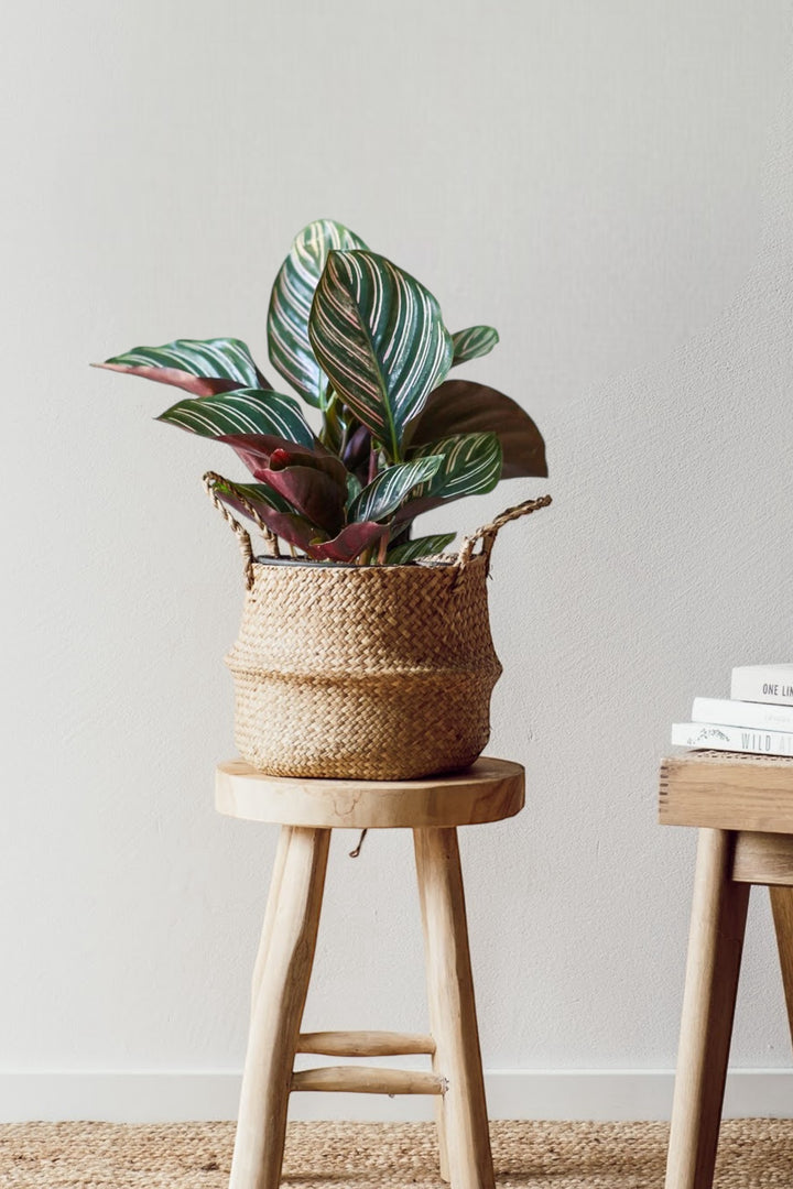 Calathea Ornata - Pflegeleichte Pflanze