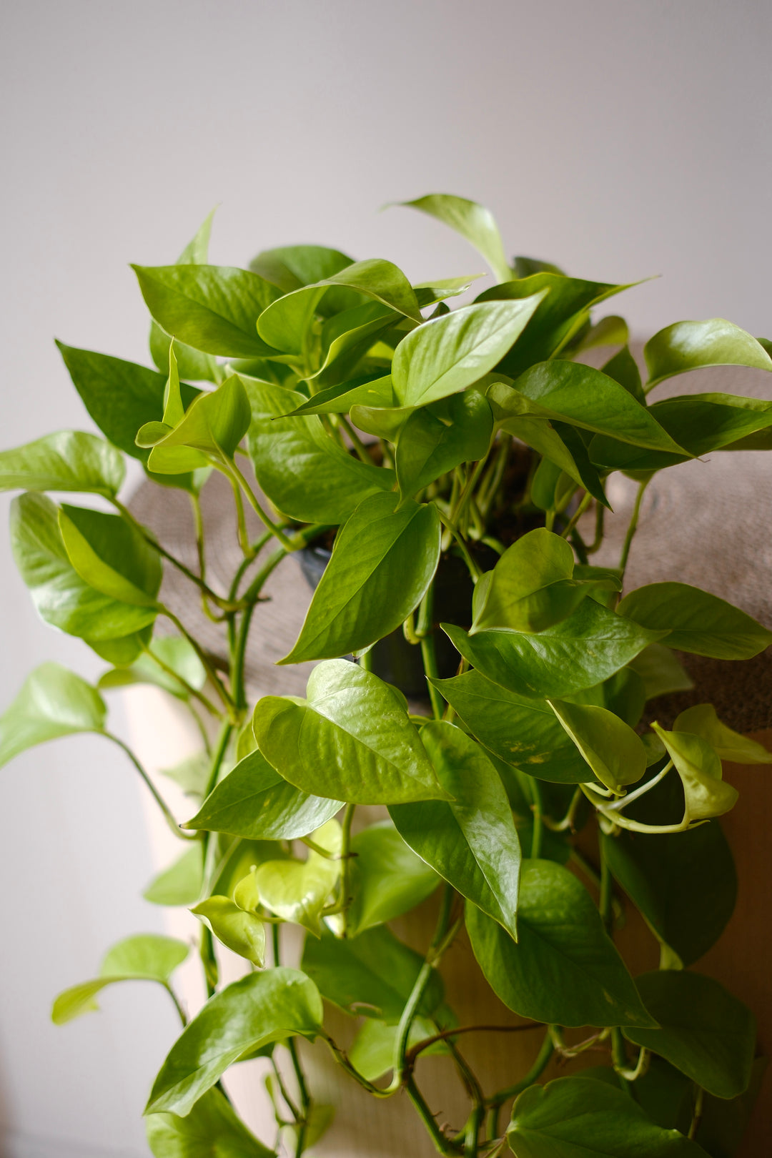 Efeutute Neon Pothos - Farbenfrohe Zimmerpflanze