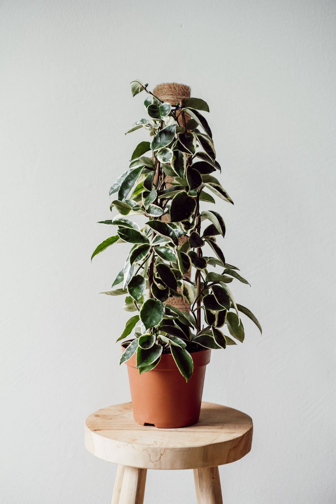 Hoya carnosa Krimson Queen - Hängepflanze - am Stab