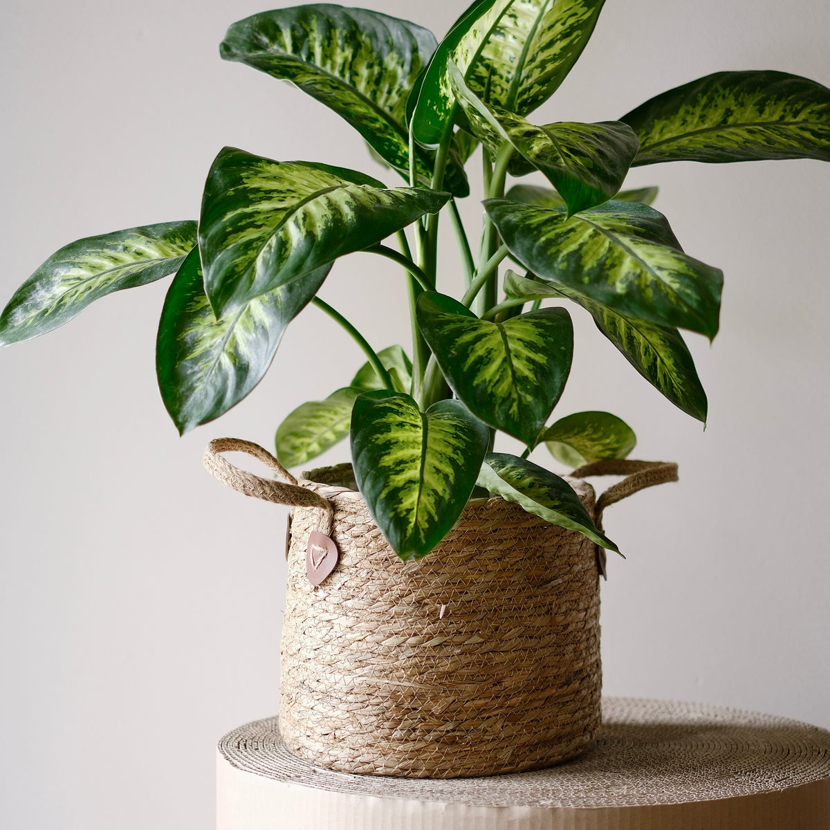 Dieffenbachia Tropic Snow - Tropische Zimmerpflanze