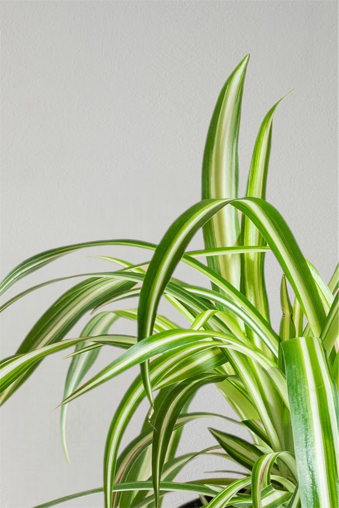 Grünlilie - Spiderplant