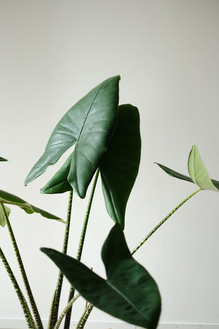 Alocasia Zebrina - Easy-care plant
