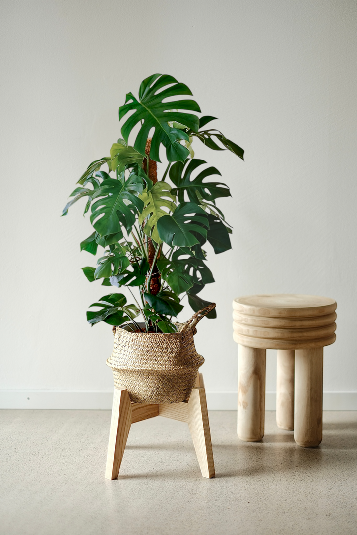 Monstera Moosstab - XXL Pflanze