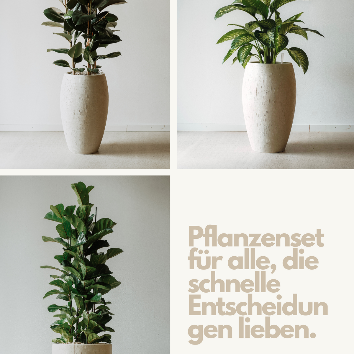 Büropflanzen Set - Office Trio