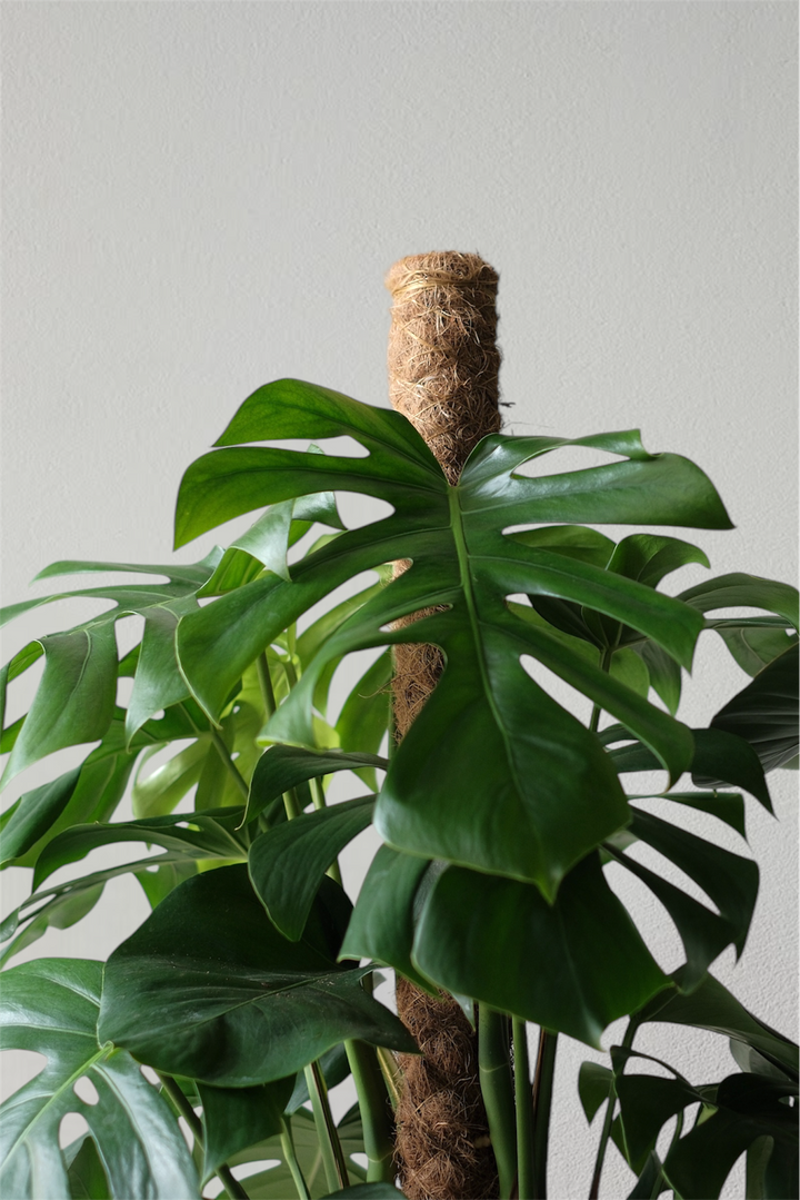 Monstera Moosstab - XXL Pflanze