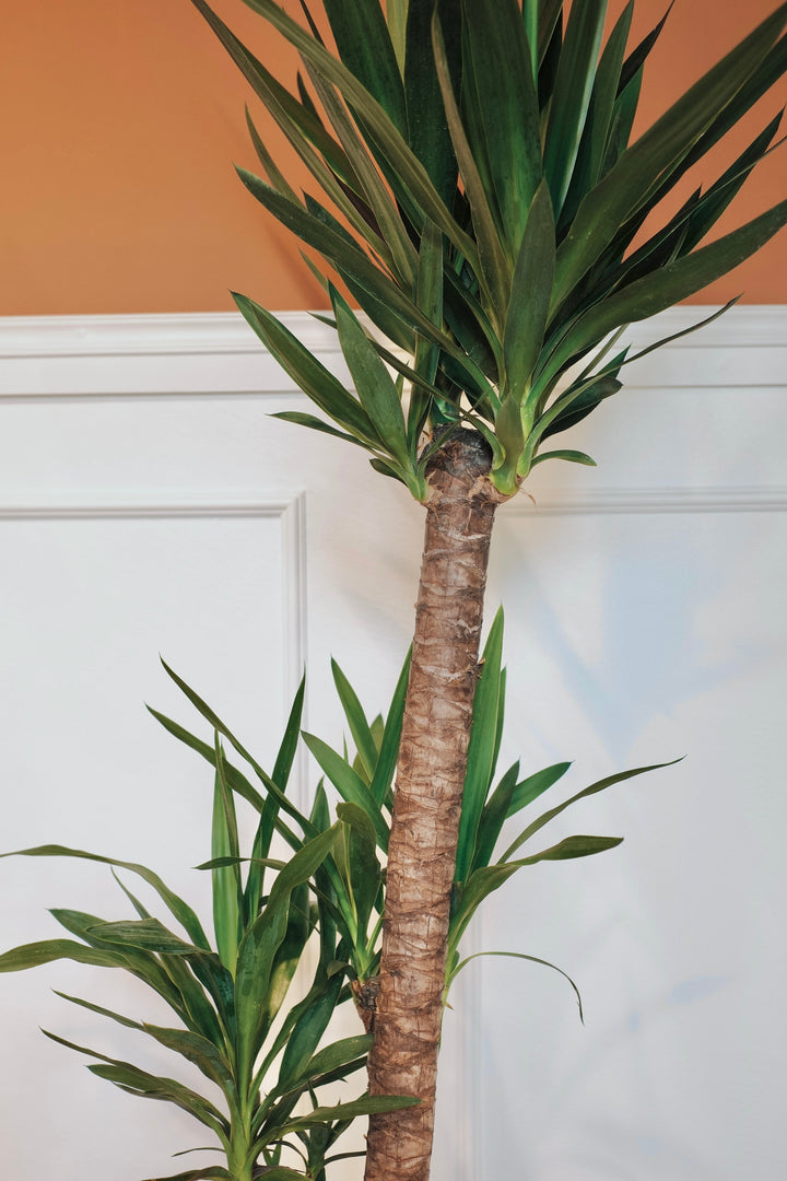Yucca Palme – Beliebte Zimmerpflanze