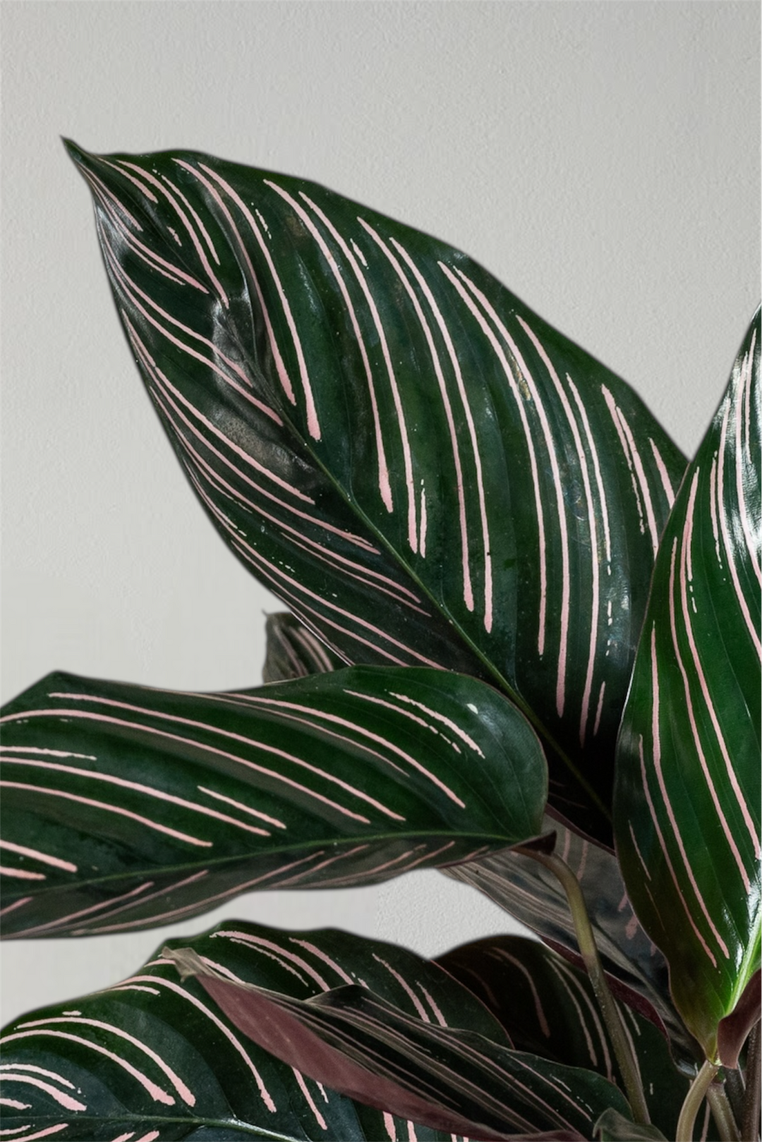 Calathea Ornata - Pflegeleichte Pflanze