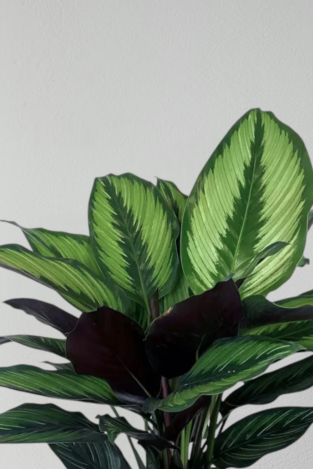 Calathea Beauty Star – Tropische Zimmerpflanze