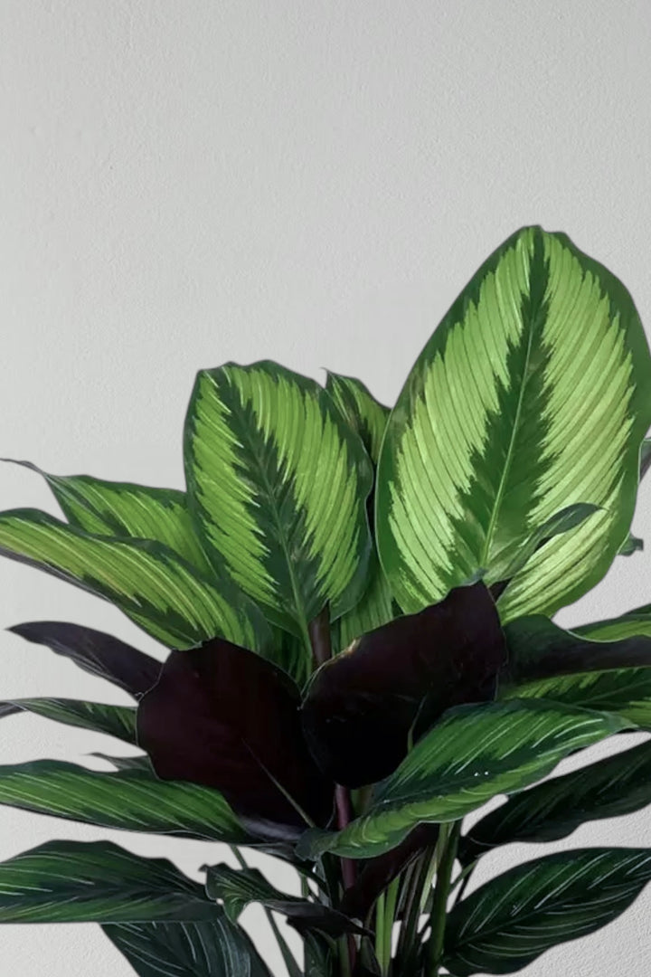 Calathea Beauty Star – Tropische Zimmerpflanze