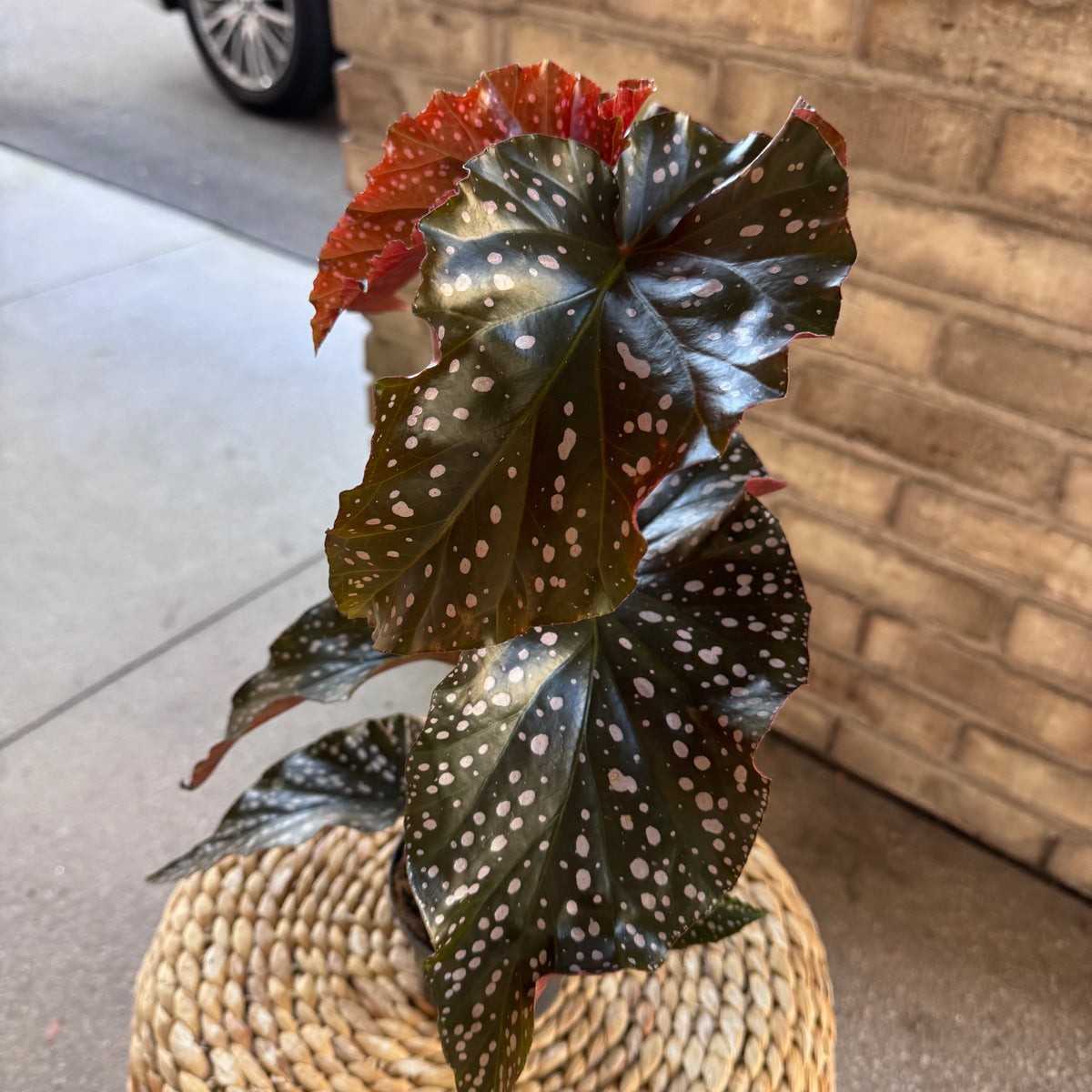 Begonia Maculata - Exotische Pflanze