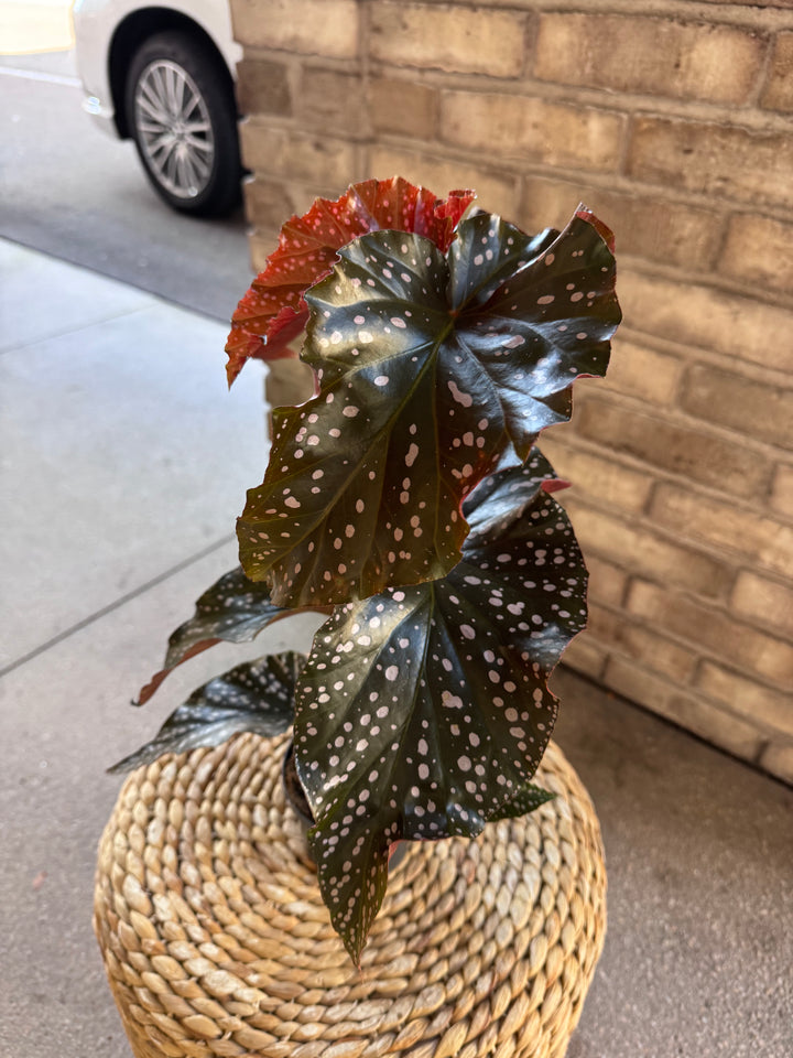 Begonia Maculata - Exotische Pflanze