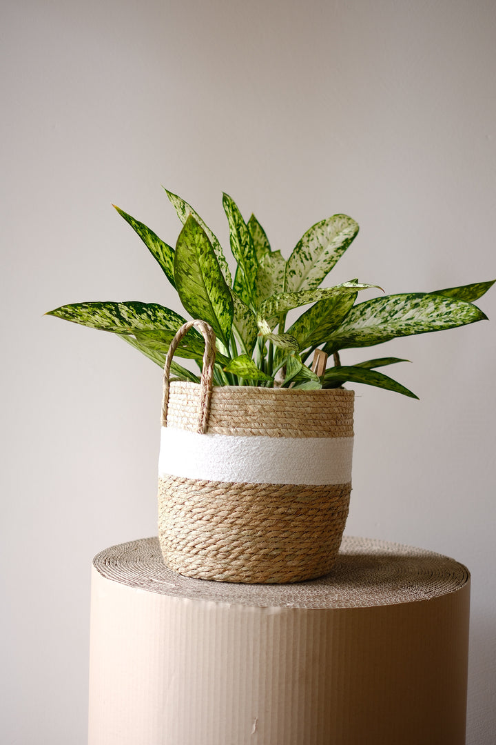 Planter basket Viva Beto Ø30 cm