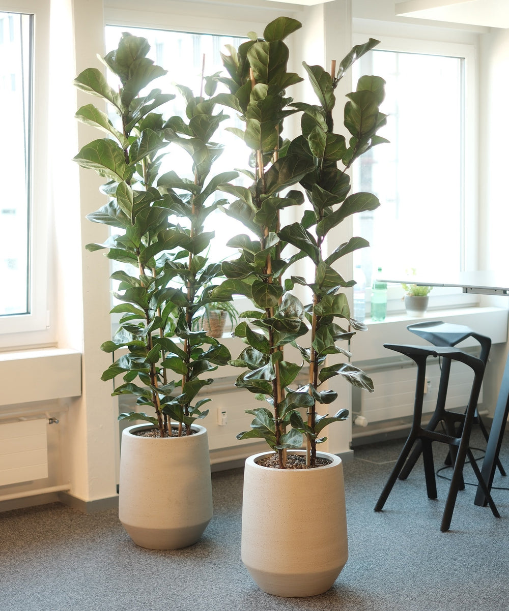 CNT Management Consulting