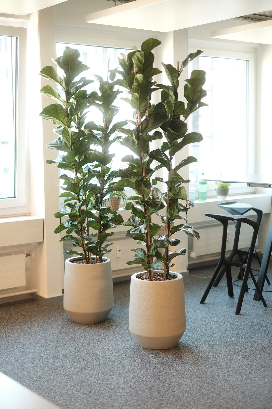 XL Beispiel 2