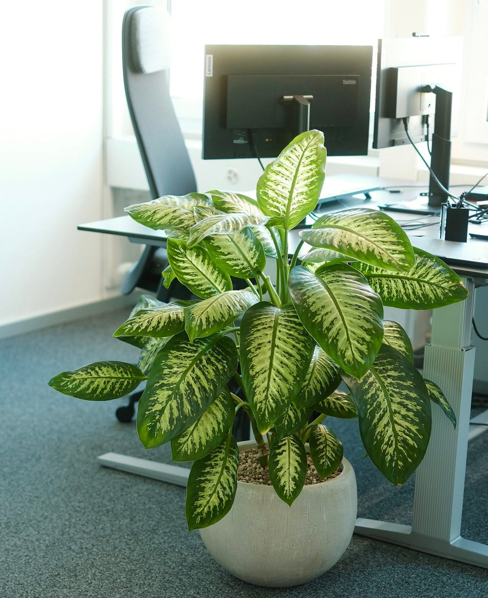 CNT Management Consulting