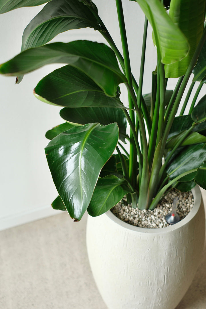 Strelitzia in volcanic substrate - office plant