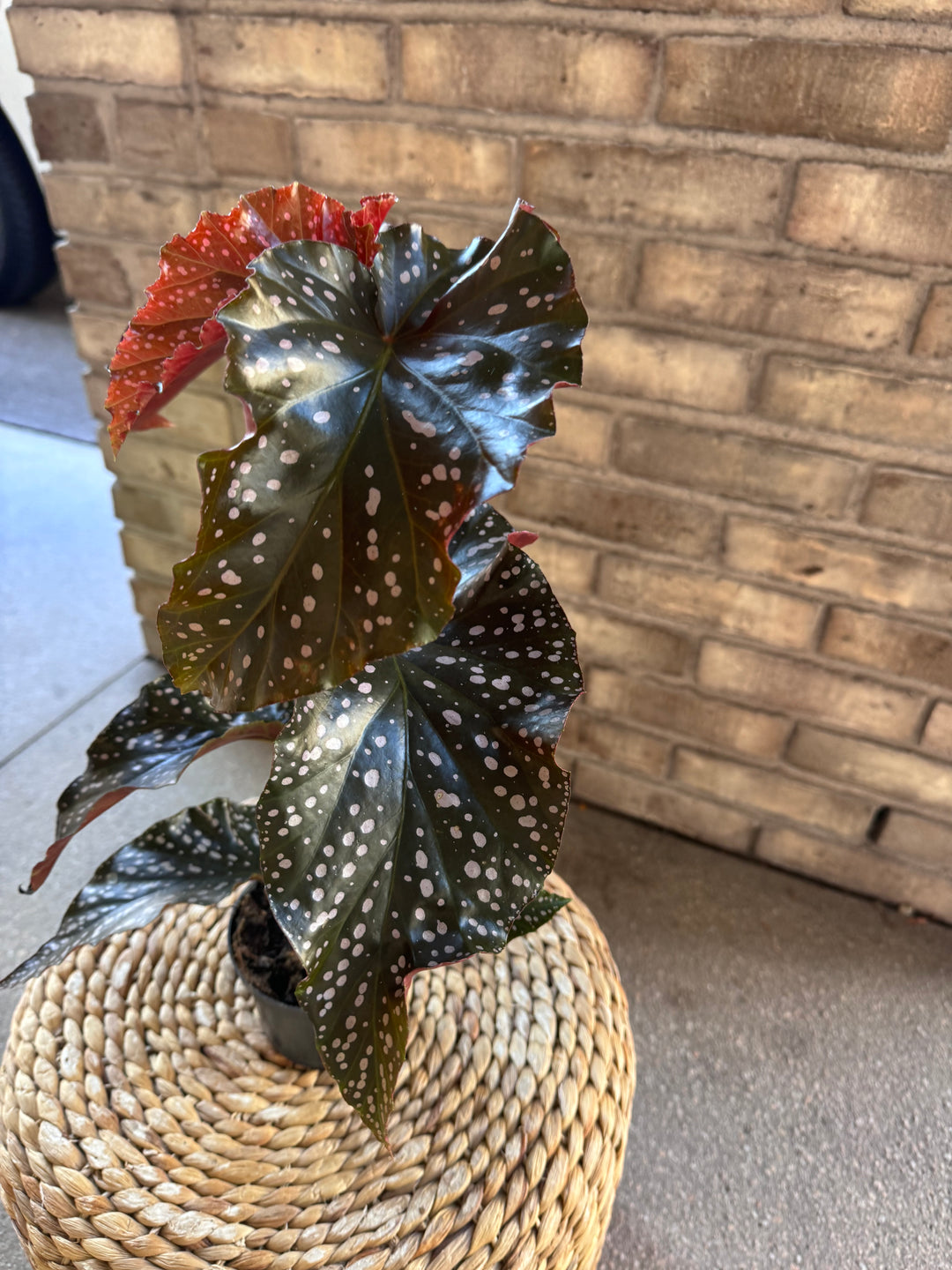 Begonia Maculata - Exotische Pflanze