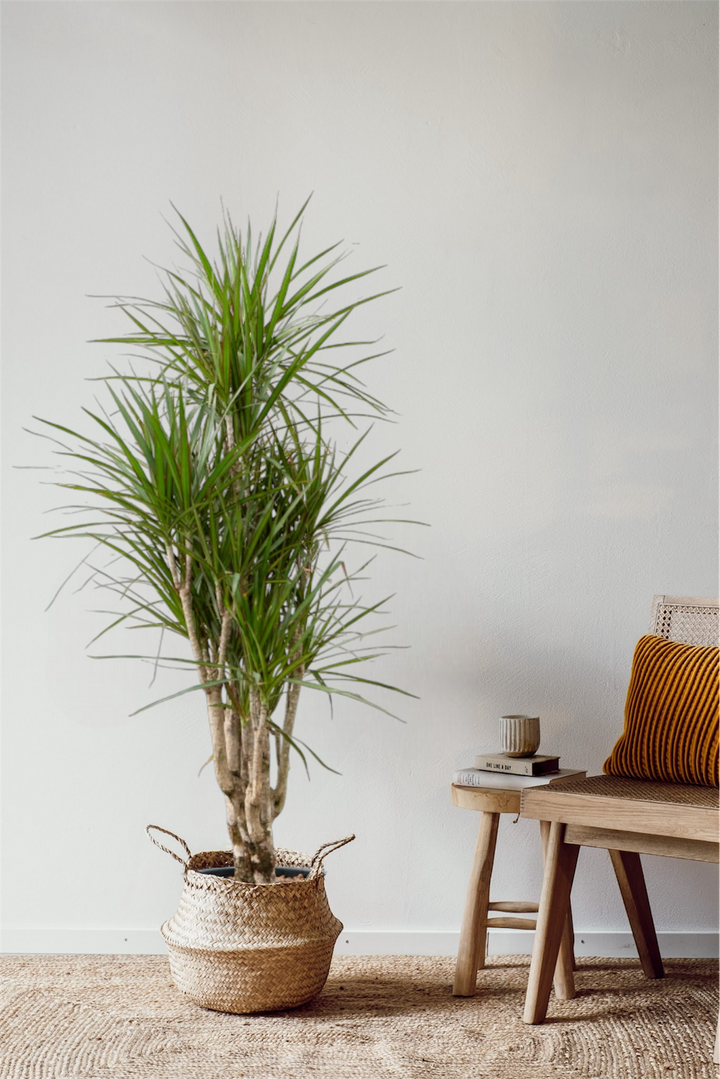 Dracaena Marginata Character