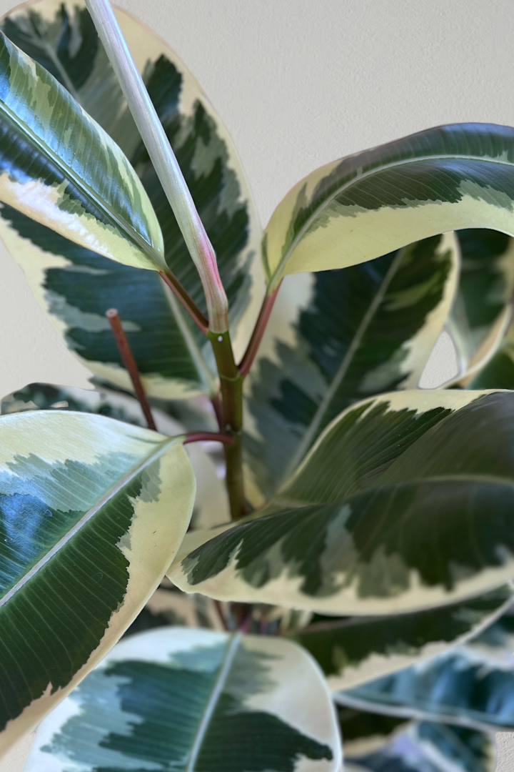 Ficus Elastica Tineke - XXL Pflanze