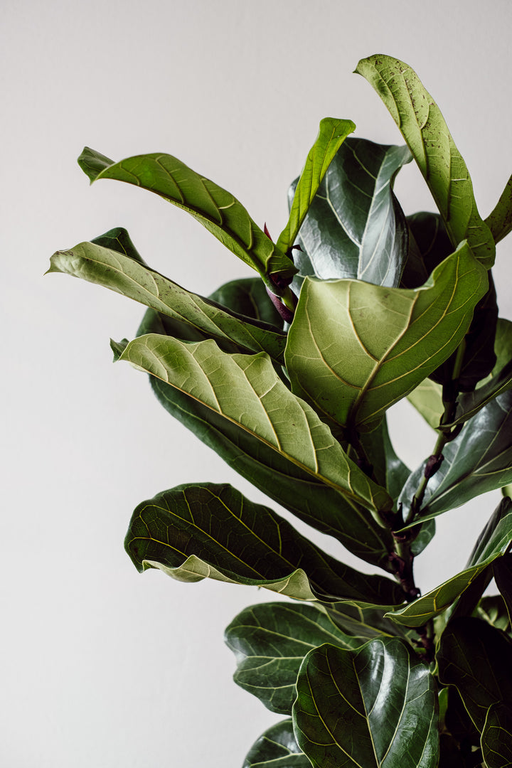 Ficus Lyrata - Baum für dein Zuhause