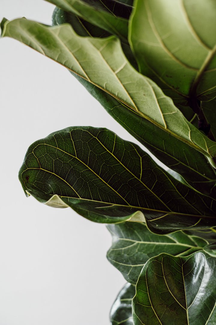Ficus Lyrata - Baum für dein Zuhause