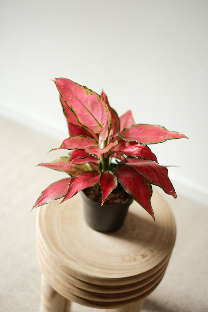 Aglaonema Cherry Baby