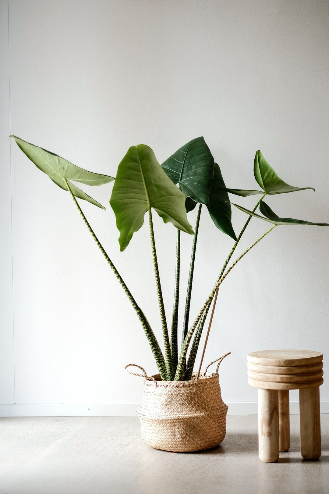 Eine große Alocasia Zebrina - XXL Pflanze von Viva tu Casa mit großen grünen Blättern in einem geflochtenen Korb steht neben einem kleinen Holzhocker vor einer schlichten weißen Wand. Diese pflegeleichte Pflanze gedeiht an hellen Standorten und verleiht jedem Raum natürliche Eleganz.
