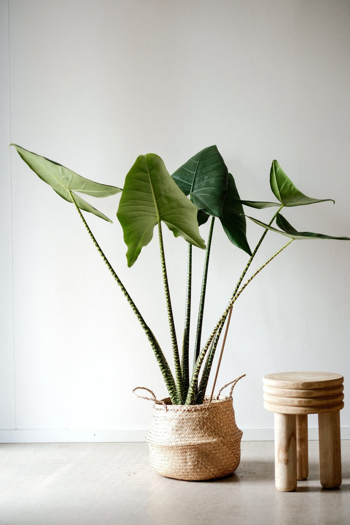Eine große Alocasia Zebrina - XXL Pflanze von Viva tu Casa mit großen grünen Blättern in einem geflochtenen Korb steht neben einem kleinen Holzhocker vor einer schlichten weißen Wand. Diese pflegeleichte Pflanze gedeiht an hellen Standorten und verleiht jedem Raum natürliche Eleganz.