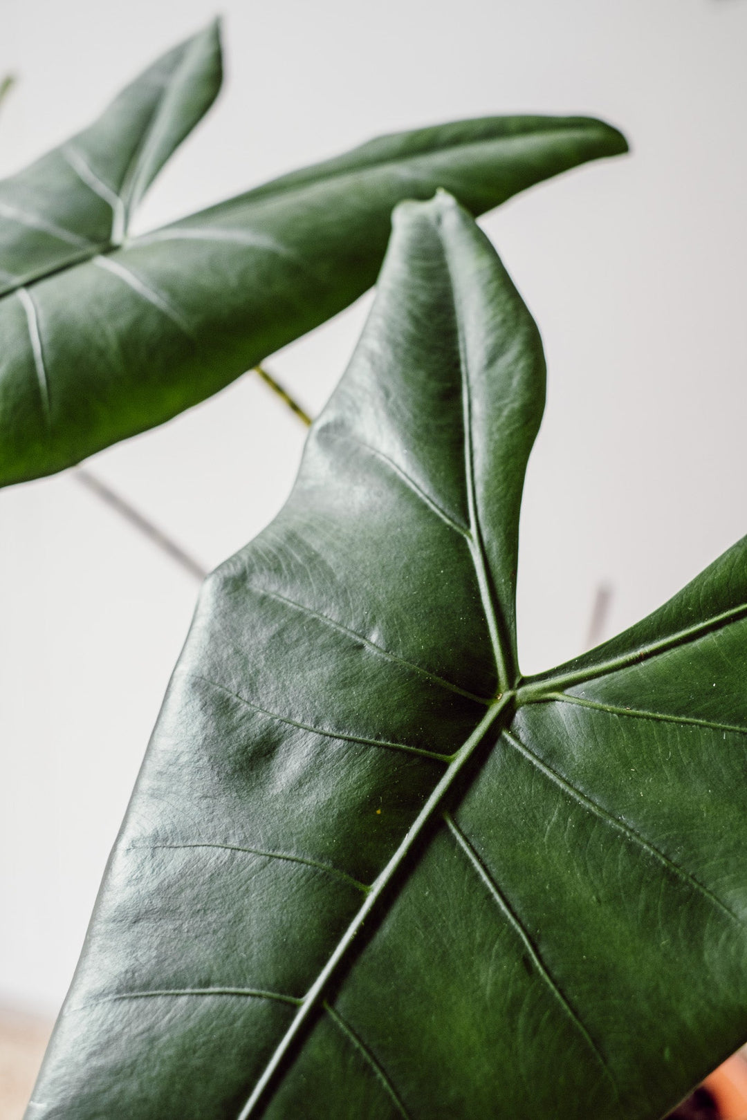 Alocasia Zebrina XXL Pflanze