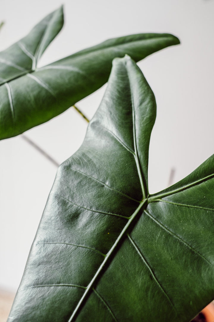 Alocasia Zebrina XXL Pflanze