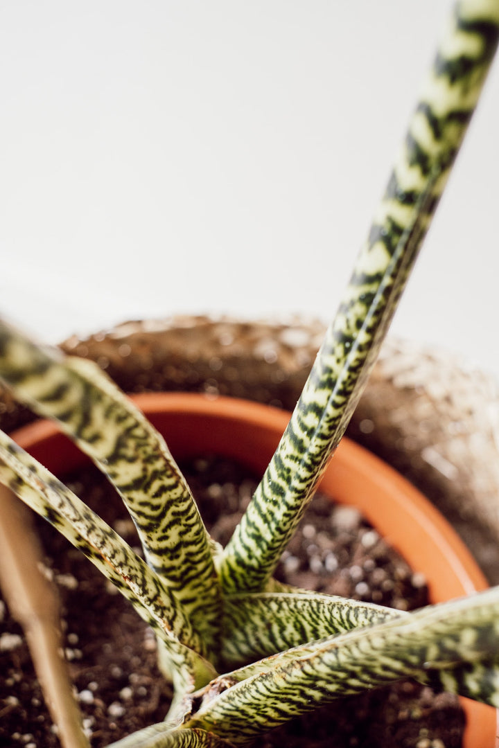 Alocasia Zebrina XXL Pflanze