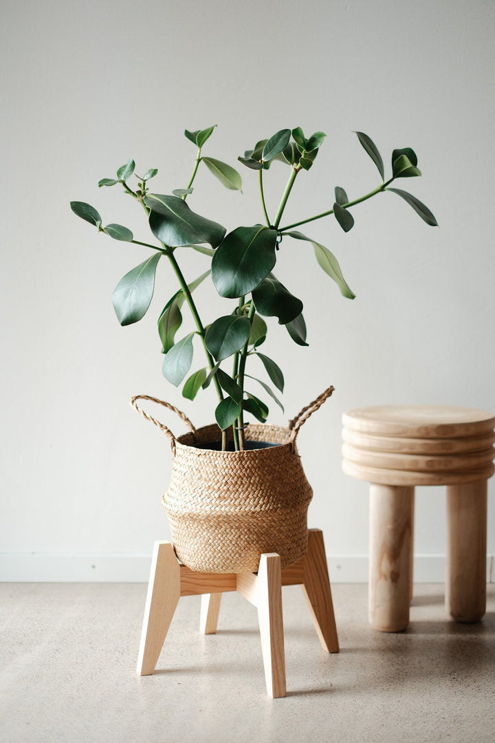 Ein Balsamapfel (Clusia Rose) von Viva tu Casa, in einem geflochtenen Korb auf einem Holzständer platziert, steht neben einem kleinen Stapel runder Holzhocker vor einer hellgrauen Wand. Die Szene strahlt eine minimalistische und natürliche Ästhetik aus. Beachten Sie die Pflegetipps, da einige Pflanzen für Haustiere schädlich sein können.