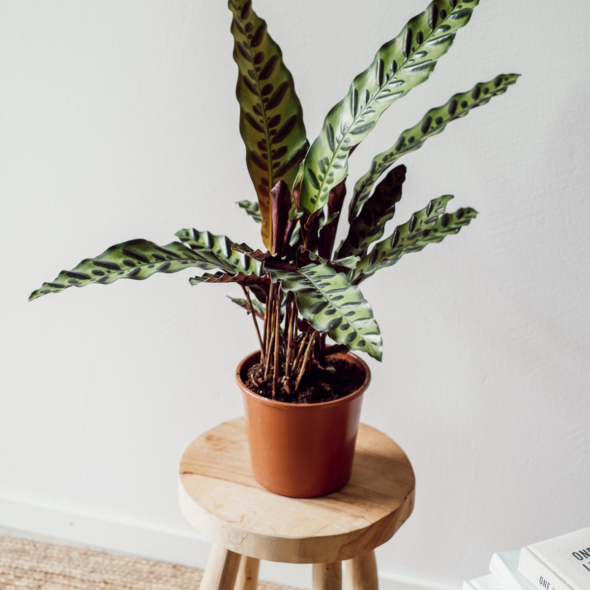 Calathea Insignis - Pflegeleichte Pflanze