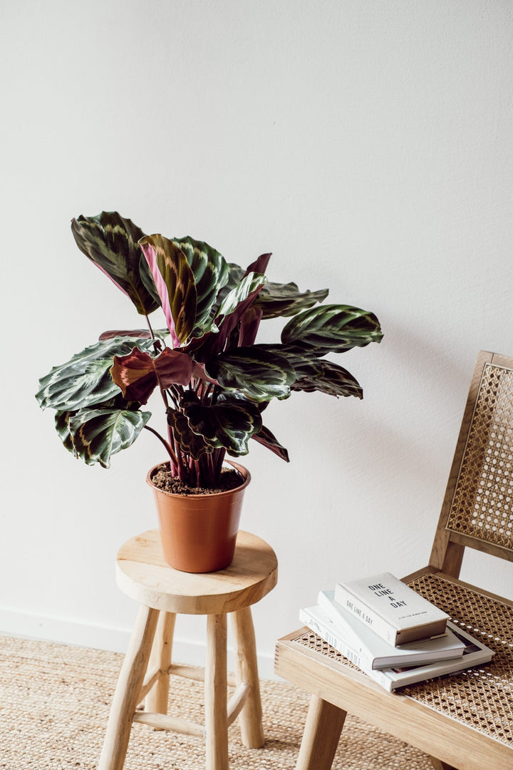 Calathea Medaillon